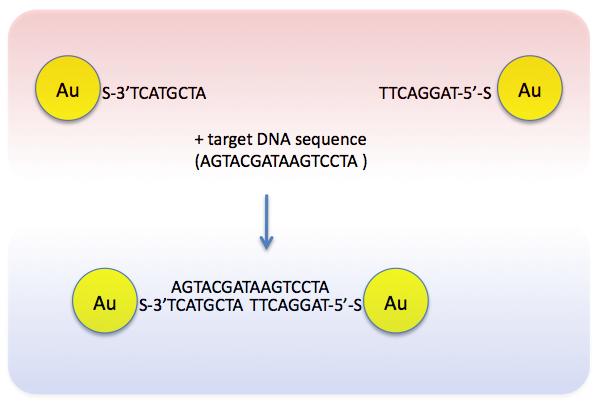 9. Suppose that AGTACGATAAGTCCTA is a marker DNA sequence related to bacterial food poisoning in frozen food.