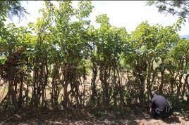 New biofuel inventory - Jatropha Hedge/fence (East Africa): Grown since more than 60 years Protection of