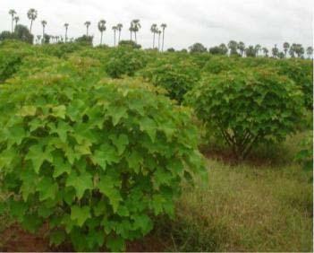 field trials in Hyderabad, India Extensive management (little organic fertilizer / rain fed) Thomas Nemecek