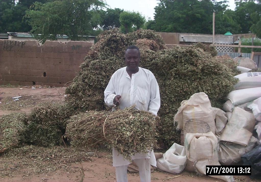 Cowpea in sub-saharan Africa A Cowpea Forage