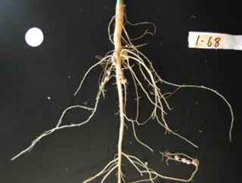 root traits with