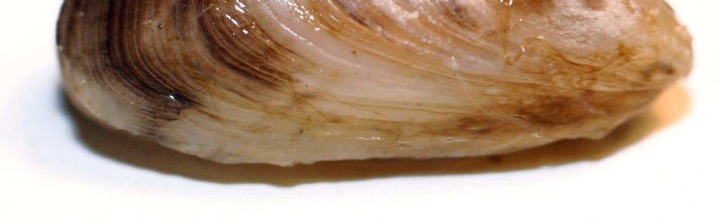 1/15/2014 Quagga Mussels (Dreissenia