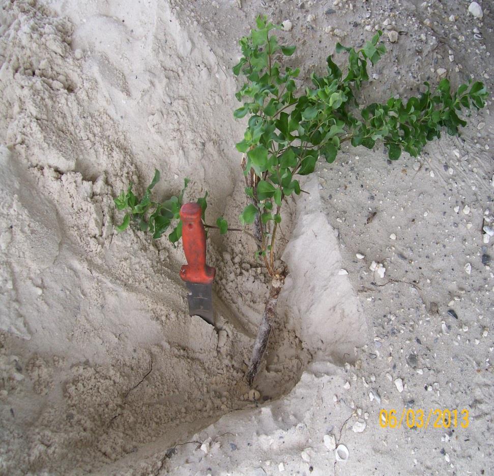 Digging can be a way to remove a large area of Beach Vitex, but as you can see any piece of root left behind will start new
