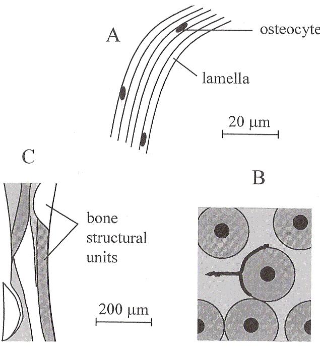 Mechanical Properties of trabecular bone influence of the properties of trabecular tissue are the properties of trabecular tissue equivalent to the tissue of cortical bone?