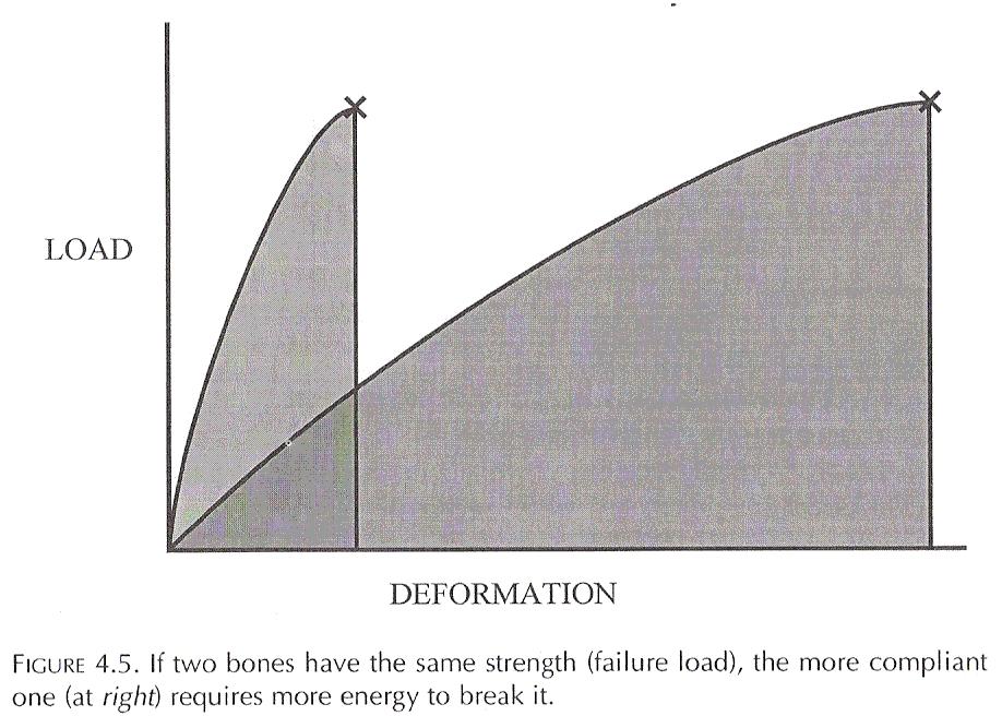 Mechanical properties of bone for an equivalent ultimate load, a flexible material needs more energy to fail.