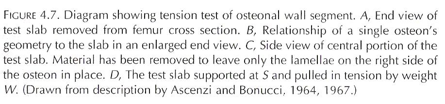 Mechanical properties of osteons tension test Ascenzi and Bonucci Tension test of