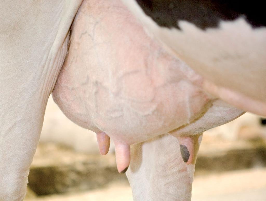 Managing disease at an early stage Herd Navigator can help to detect acute mastitis before physical signs are visible. Herd Navigator a tool to help you manage udder health.