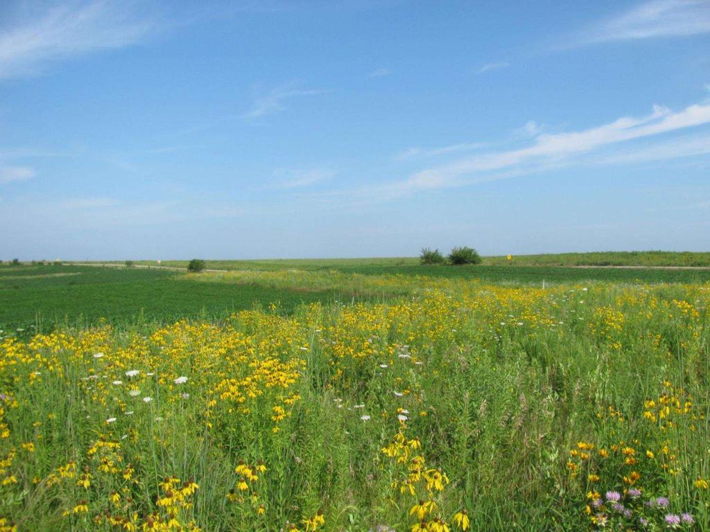 Integrating prairie into crop fields can blur the lines