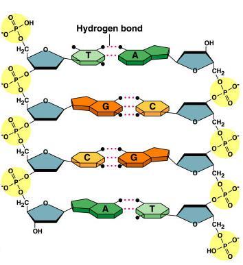 Bonding in DNA 5 hydrogen bonds 3 covalent bonds 3 5.