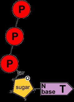 Energy of Replication The nucleotides arrive as