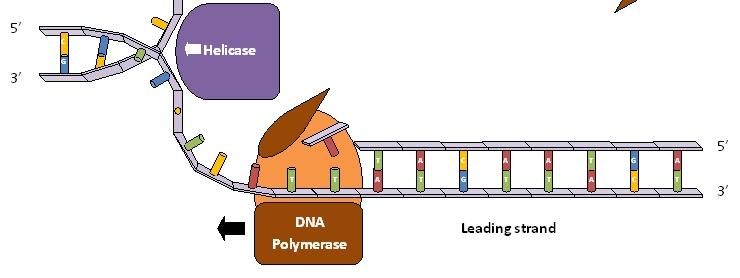 Replication: Leading Strand RNA Primer formed from RNA nucleotides bonds to start strand.
