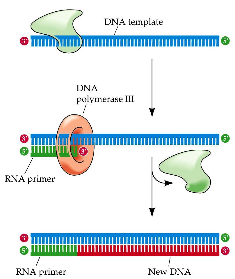 Priming DNA synthesis DNA polymerase III can only extend an existing DNA molecule cannot start new one cannot place first base