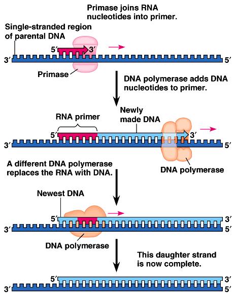 Cleaning up primers DNA polymerase I removes sections