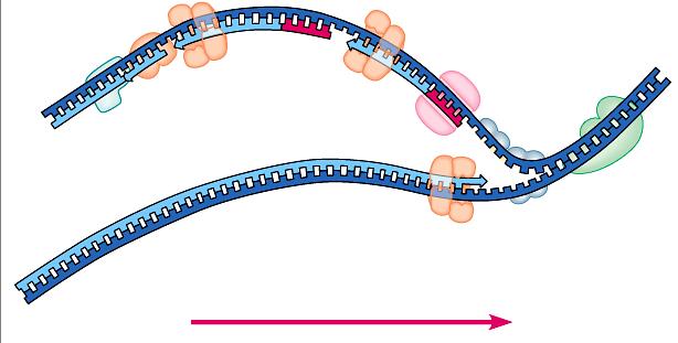 Replication fork DNA polymerase Animation lagging strand Okazaki fragments 5 DNA ligase 3 5 RNA primase 3 SSB