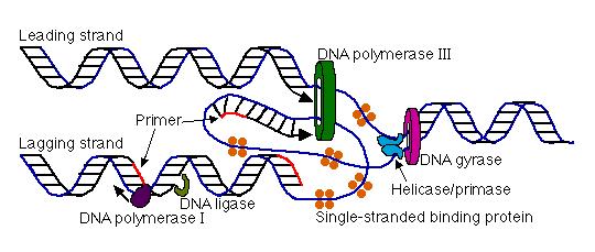 Replication enzymes helicase DNA polymerase III primase DNA