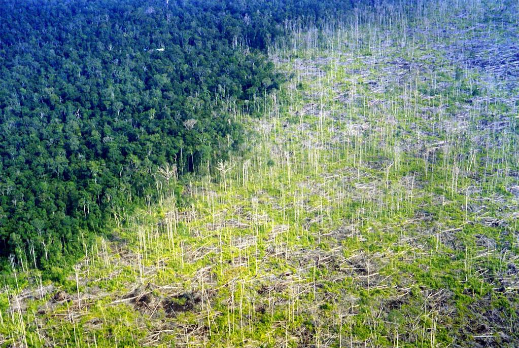 Carbon Emissions from Net Deforestation Tropical deforestation Borneo, Courtesy: Viktor Boehm 13 Million hectares each year Trees are worth more dead than alive