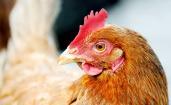 Unilever have announced that eventually they'll only buy cage-free eggs Jun 9, 2013