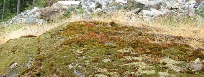 Mossy bluff (terrestrial herbaceous) vegetation