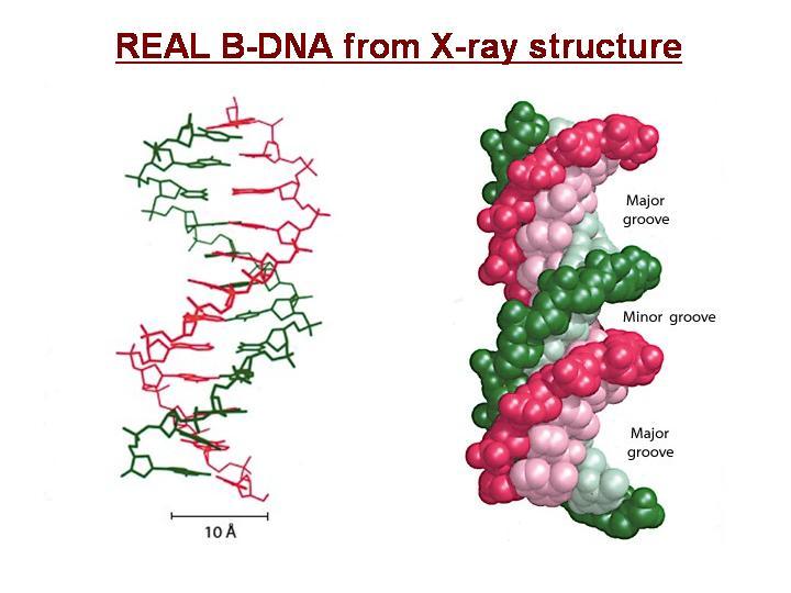 DNA Structure B form
