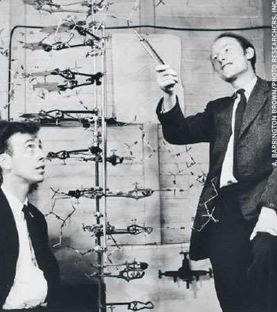 DNA STRUCTURE UNRAVELED James Watson & Francis Crick (1953) Built a molecular model of DNA Deduced the dimensions of the DNA molecule: