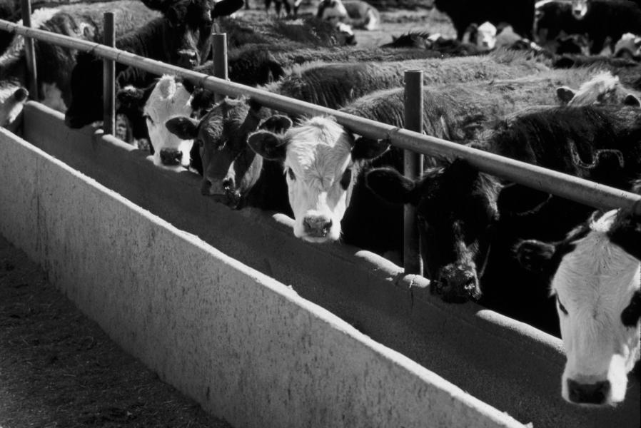 AGRICULTURAL ALTERNATIVES http://agalternatives.aers.psu.edu Feeding Beef Cattle The United States is the leading beef producer in the world. Almost 26.