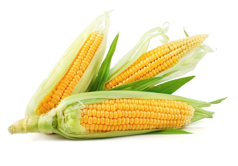 GM Corn Commercialization GMO EU approval status planting Bt11 app. + GA21 app. + TC1507 app. + DAS-59122-7 app. + T25 app. + MIR604 app. + MON810 app. + MON88017 app. + MON89034 app. + NK603 app.