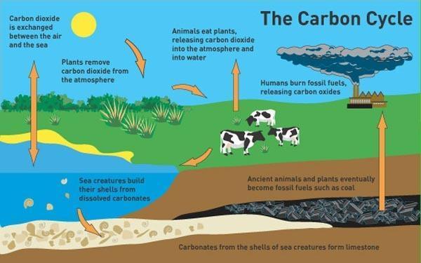 Movement of Carbon through the environment: 1. Consuming: animals eat plants or other animals to get the carbon they need 2.