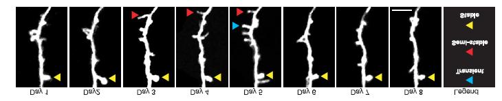 process of imaging itself, for example, compensating fluorescent signal loss by high excitation power.