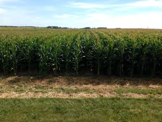 Trial Results Economics Winter rye as a cover crop did not affect subsequent corn silage yield Winter rye as a forage crop decreased subsequent corn silage yield, but total forage production