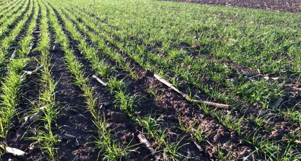 Why Rye after Corn Silage?