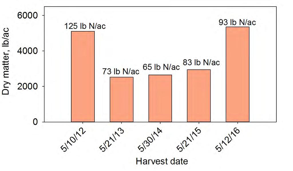 How does the rye cover or forage affect N availability from manure and the N credit to