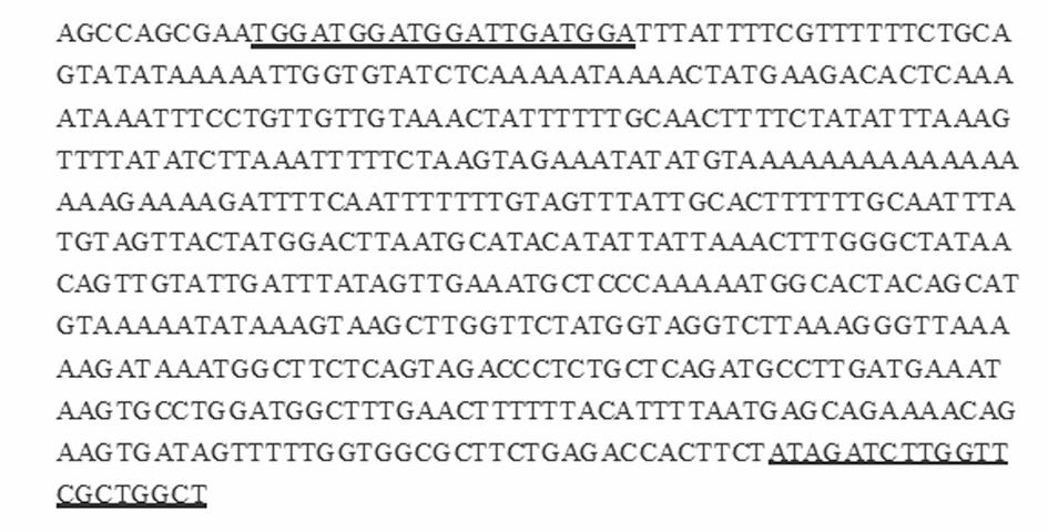 26 28: ZH; M: 500 bp DNA ladder. The underlined bases are the SCAR primer sequence. Fig.