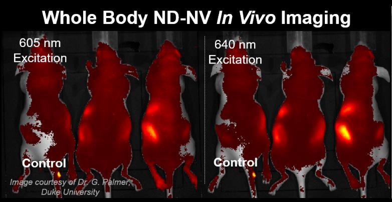 In Vivo Visualization Adámas FNDs are bright enough to be used in whole body imaging applications.