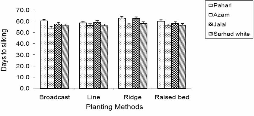 Effect of planting methods on days to tasseling of maize Fig. 6.