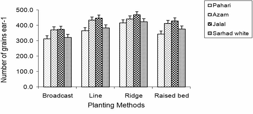 1632 Fig. 9. Effect of planting methods on number of ears plant-1 of maize Fig. 1. Effect of planting methods on number of grains ear-1 of maize Thousand grain weight was significantly (p<.