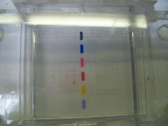 Loading dye- contains a dense material and allows visualization of DNA migration DNA