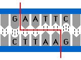 Read Investigation 9: Biotechnology: Restriction Enzyme Analysis of DNA II.