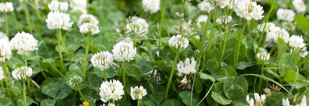 Clover Carmel (Multicut) Annual, known for its rapid regrowth and high yields. Adapted to most soil types. Plant height: 60-75 cm. Used as high quality forage, hay or green manure.