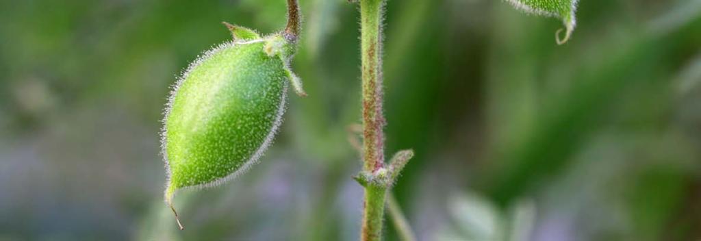 Zehavit Resistant to Ascochita Blight, erect plant medium sized wrinkled seeds, medium maturity.