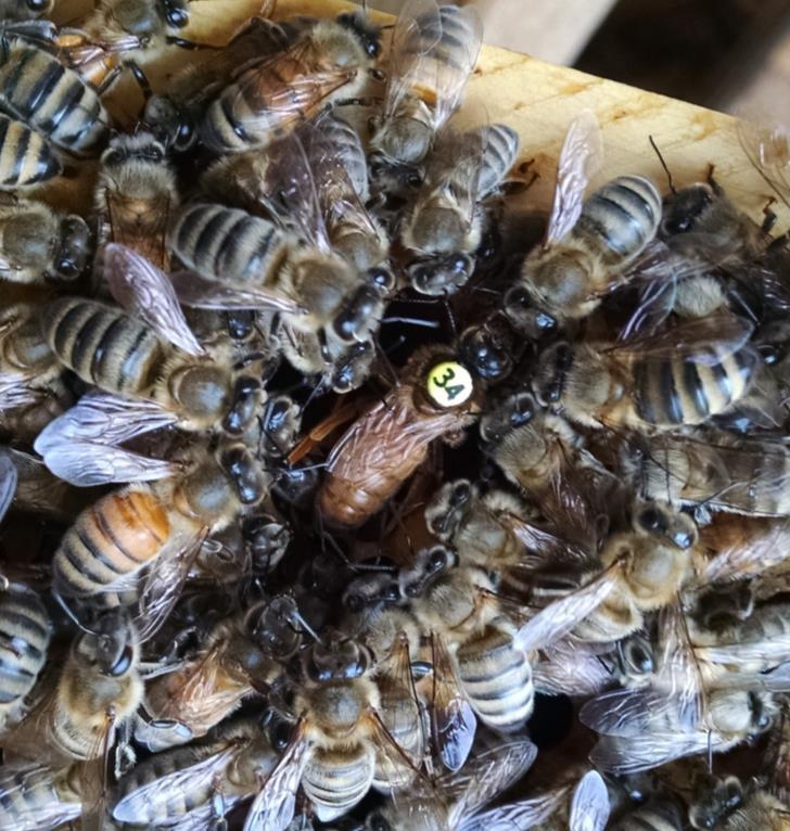 climate, etc. Once you stop the importation of bees into your apiary, you will greatly reduce the risk of disease importation. Late season splits also provide an excellent method of varroa control.