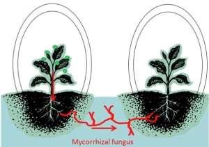 Communications Yuan Yuan Song et al. 2010. Interplant Communication of Tomato Plants through Underground Common Mycorrhizal Networks.