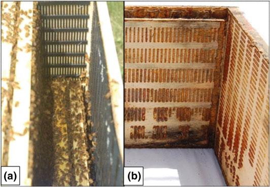 Hidden Benefits of Honeybee Propolis in Hives 21 Fig. 2 Propolis envelope treatment bee box. a Propolis traps stapled to inside walls of a hive to encourage bees to construct a propolis envelope.
