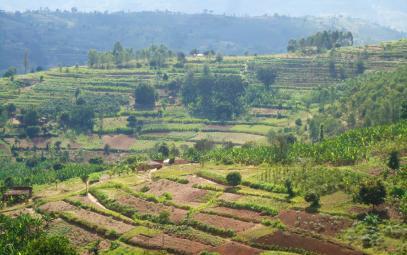 Trenches combined with living hedges or grass lines Rwanda - Imiringoti Trenches combined with living hedges or grass lines are slow-forming terraces to control soil erosion by changing the length of