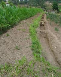 Trenches combined with living hedges or grassed lines are less labour-intensive method that is practiced in the highlands of Rwanda.