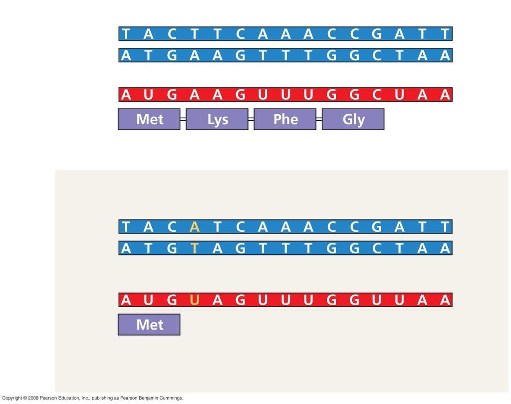 Fig. 17-23c Wild type DN template strand mrn Protein mino end Nucleotide-pair