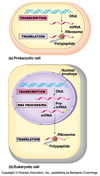 Protein Synthesis Overview Eukaryotic cells Transcription