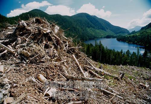 Canadian citizens are worried that logging will destroy