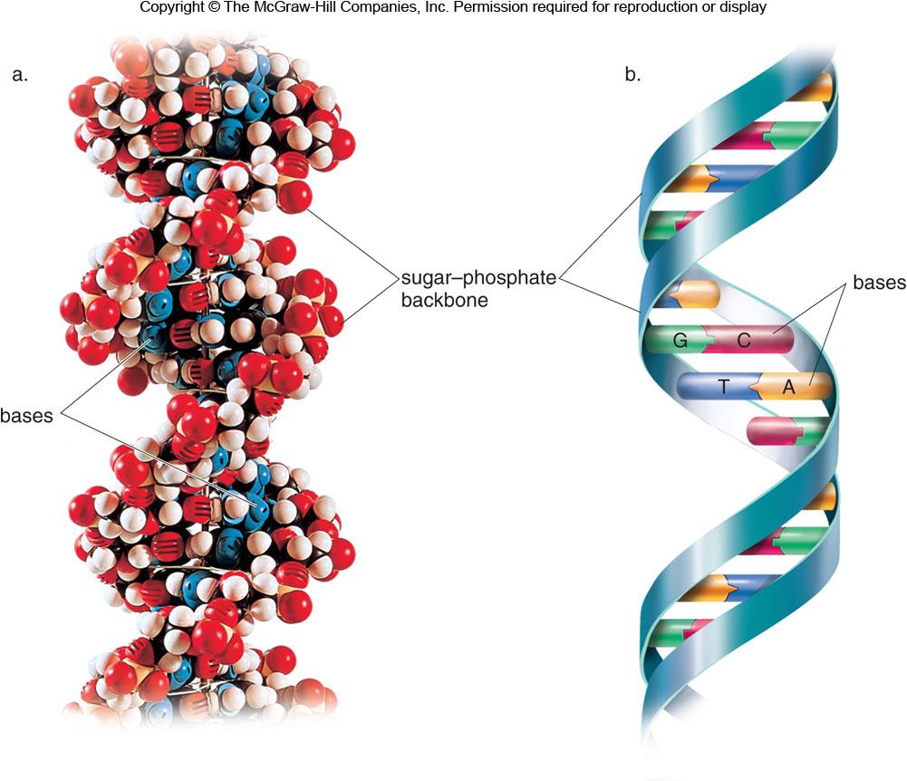 DNA Definition DNA consists of two polynucleotide strands that wind into a right-handed double helix.