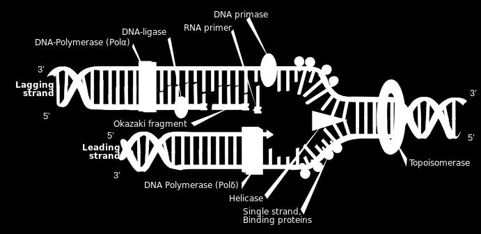DNA Replication Enzymes involved in DNA replica@on: DNA Helicase, DNA Plymerase, DNA clamp, Single- Strand Binding