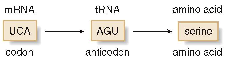 RNA Translation & Protein Synthesis mrna contains the sequence of codons that determine the order of amino acids in the protein.